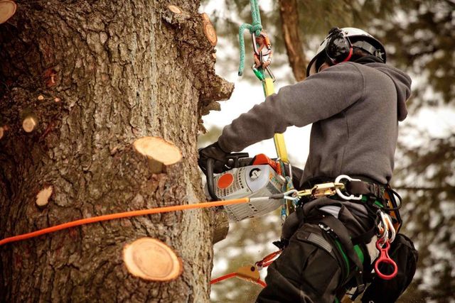 Why Dan the Tree Man is Your Go-To for Tree and Crane Services in Rockingham County