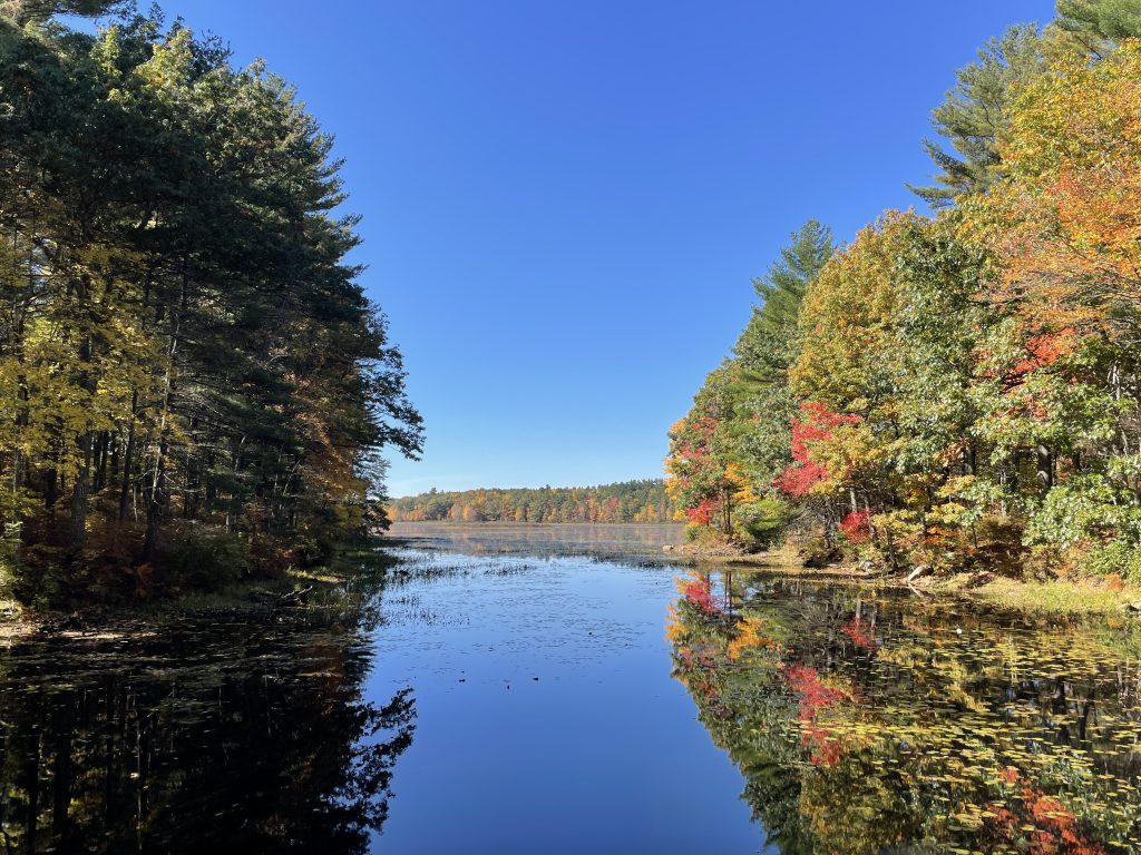 Ballard Pond: Discover the serene beauty of Derry, a haven for families and their four-legged friends.