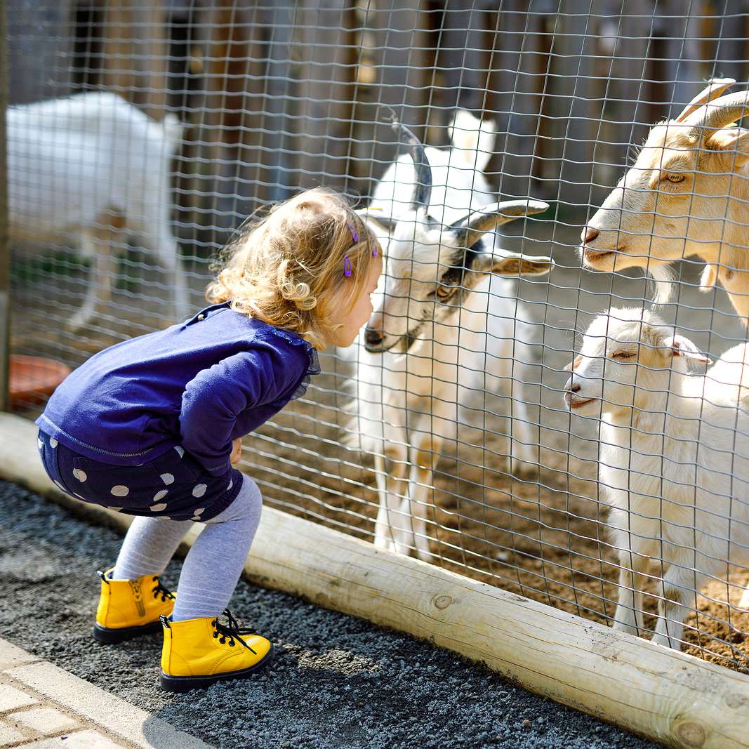 Children enjoying the petting farm at J & F Farms, showcasing the charm of Derry's local agriculture.