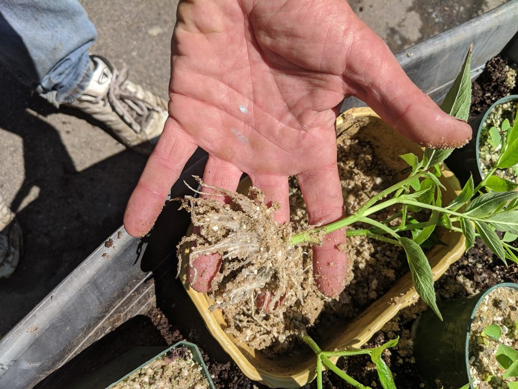 Rooted in Community: Discovering the Green Heart of Derry at Spiral Farm and Nursery