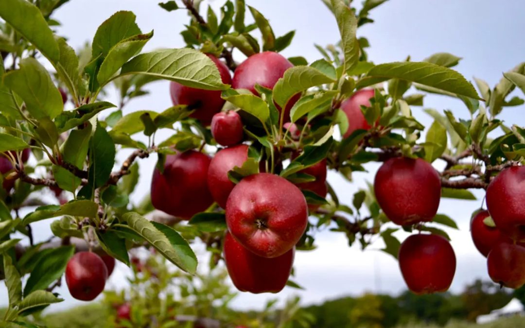 Discover Apple Picking Fun at Sunnycrest Farms in Derry, NH