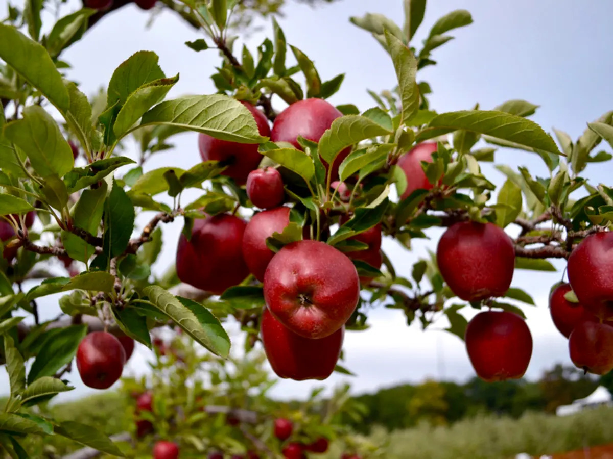 Discover Apple Picking Fun at Sunnycrest Farms in Derry, NH