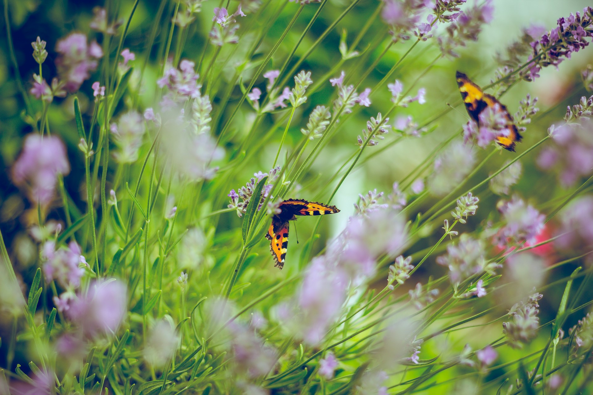 Spring into Action: Essential Home and Garden Prep Tips for Derry, NH